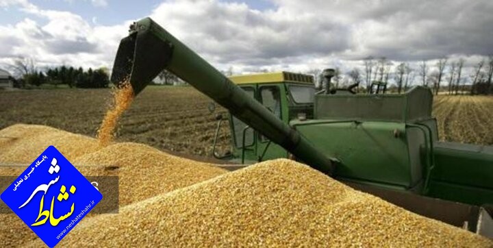 خریداری ۱۹۸ هزار تن گندم از کشاورزان استان همدان