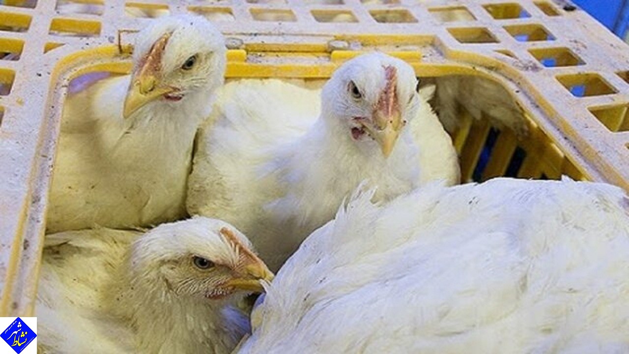 جلوگیری از توزیع ۲ هزار قطعه مرغ زنده غیر بهداشتی در بهار