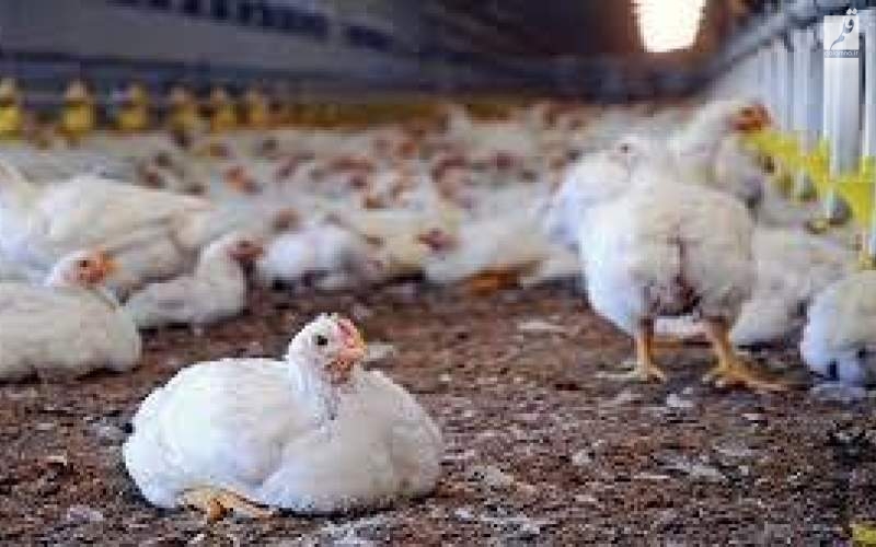  کلنگ زنی بزرگترین واحد مرغ تخم‌گذار خاورمیانه در آینده ای نزدیک