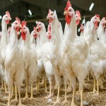 توقیف خاور حامل مرغ زنده بدون مجوز در اسدآباد
