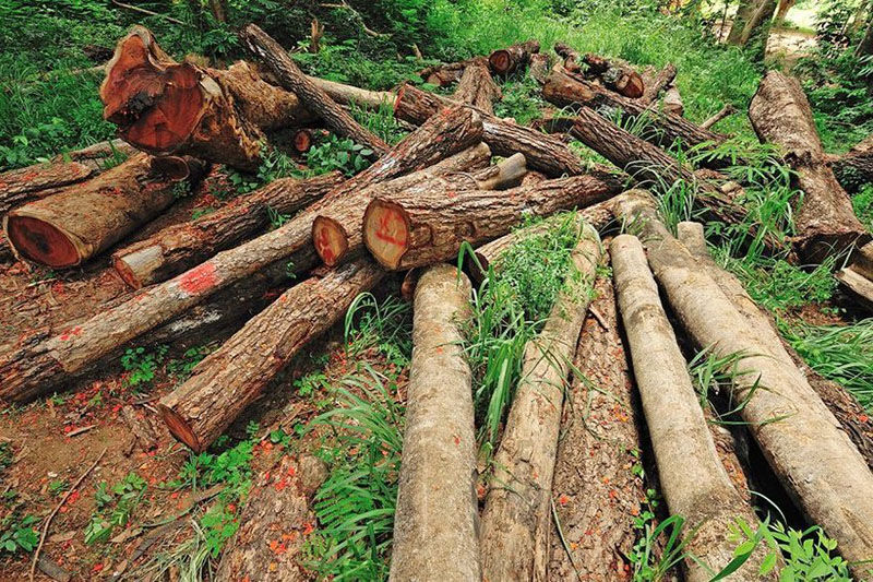 ۲ عضو شورای روستایی در شهرستان بهار برای قطع درختان به حبس محکوم شدند