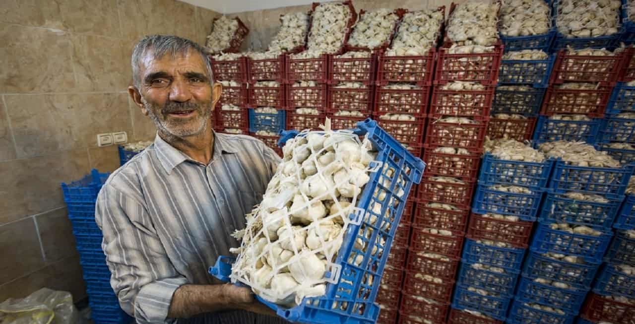 صادرات هفت هزار تن سیر از استان همدان