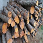 كشف 3 تن چوب قاچاق در شهرستان بهار
