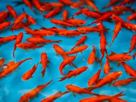 از رهاسازی ماهی قرمز در آب‌های آزاد به شدت خودداری کنید