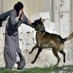 حدود 1000 مورد سگ گزیدگی در شهرستان بهار