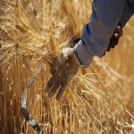 خرید تضمینی گندم و جو در همدان آغاز شد