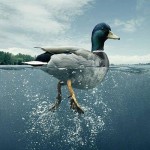 سندرم اردک، واکاوی یک پدیده اجتماعی نوظهور در عصر حاضر