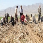 از قنات‌های کهن تا کشت فراسرزمینی؛ روایت تاریخ کشاورزی بهار/ قراگوزلوها؛ از کوچ سلجوقی تا قدرت‌گیری در قاجار