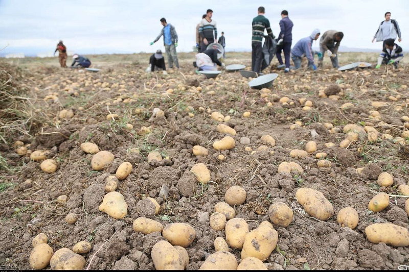 کشت سیب زمینی بهاره در  ۶۲۰۰ هکتار از اراضی شهرستان بهار انجام شد.