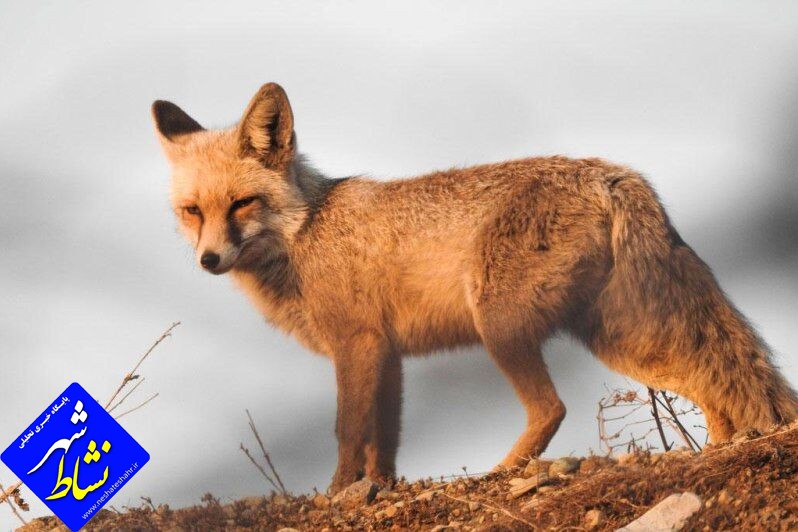 فضای مجازی شکارچیان «روباه» در شهرستان بهار را به دام انداخت
