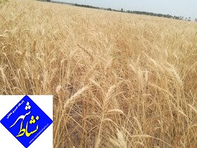 خرید بیش از ۳۵ هزار تن گندم از کشاورزان اسدآبادی
