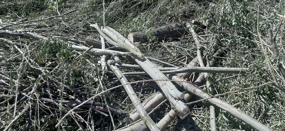 عاملان قطع درختان «بید» در شهرستان بهار به دستگاه قضایی معرفی شدند