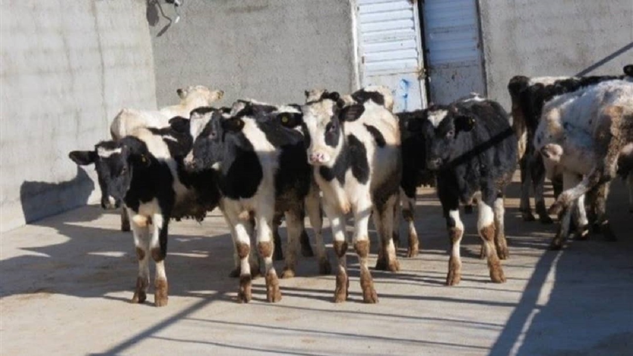کشف ۹راس گاو بدون مجوز بهداشتی در بهار