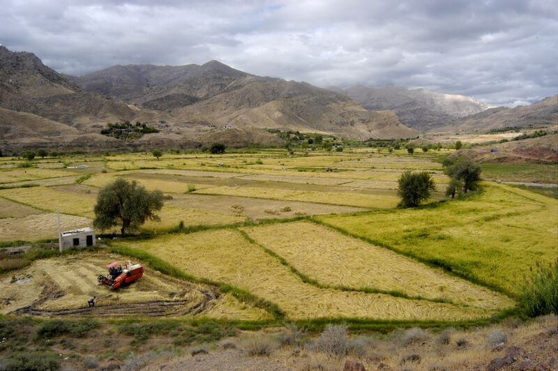 بازگشت ۳۰۰ مورد اراضی مرغوب کشاورزی در استان به حالت اولیه