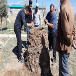 اولین جشنواره کوره سیب زمینی در حسام آباد برگزار شد