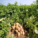 کشت سیب زمینی در  6000 هکتار از اراضی شهرستان بهار انجام شد