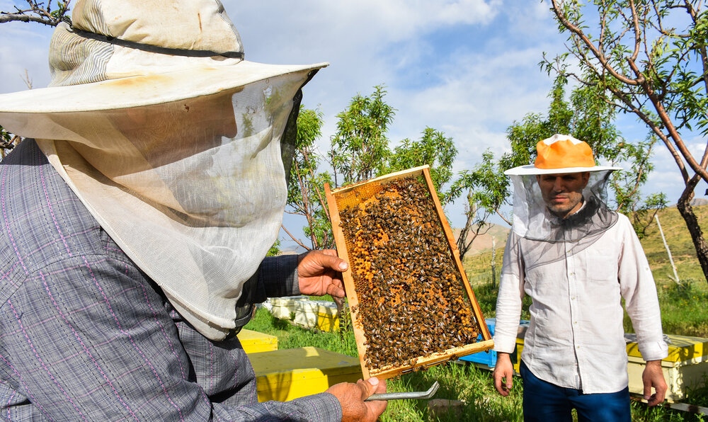 مدیر جهاد کشاورزی شهرستان بهار از پایان طرح سرشماری زنبورستان‌های این شهرستان خبر داد