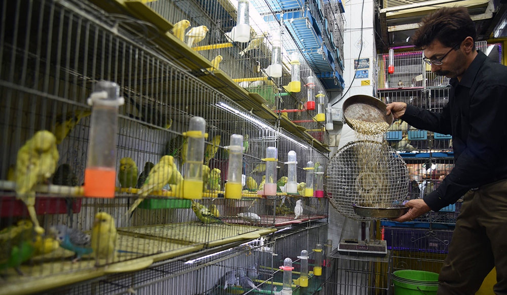 انجام گشت مشترک پرنده فروشی های سطح شهرستان بهار توسط ادارات دامپزشکی و محیط زیست