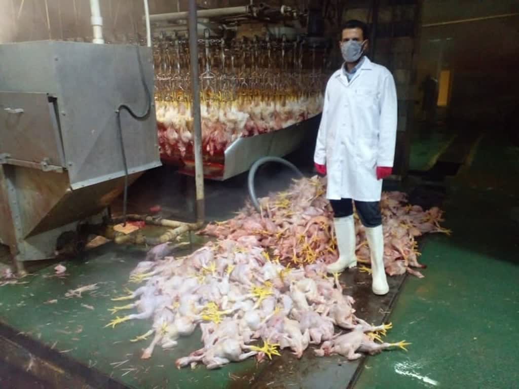 ضبط و معدوم سازی بالغ بر یک هزار قطعه مرغ کشتاری در شهرستان بهار