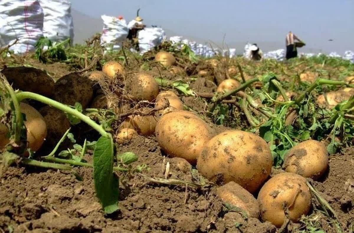 پیش‌بینی برداشت ۲۷۰ هزار تن سیب‌زمینی از مزارع بهار