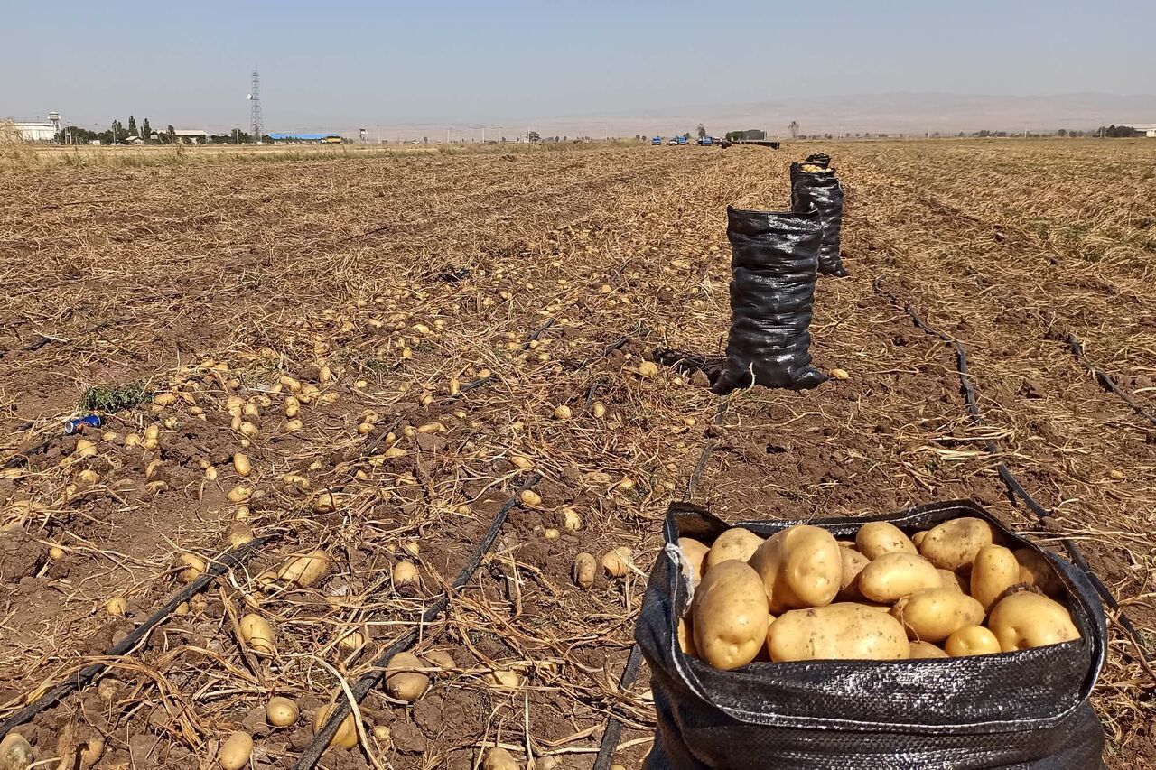 محصولات کم آب بر جایگزین کشت سیب زمینی در شهرستان بهار می شود