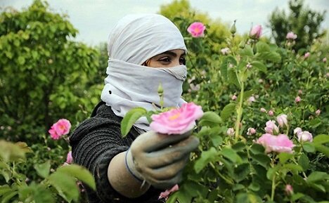 شمیم عطر گلستان‌های‌ گل‌محمدی بهار
