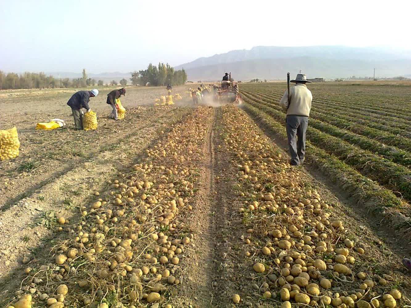 کاهش ۱۳۰۰ هکتاری سطح زیر کشت سیب زمینی در همدان