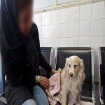 نگهداری حدود ۱۰ هزار قلاده سگ در خانه‌های همدانی‌ها/ استان همدان جزو چند استان با شیوع بالا در حیوان گزیدگی
