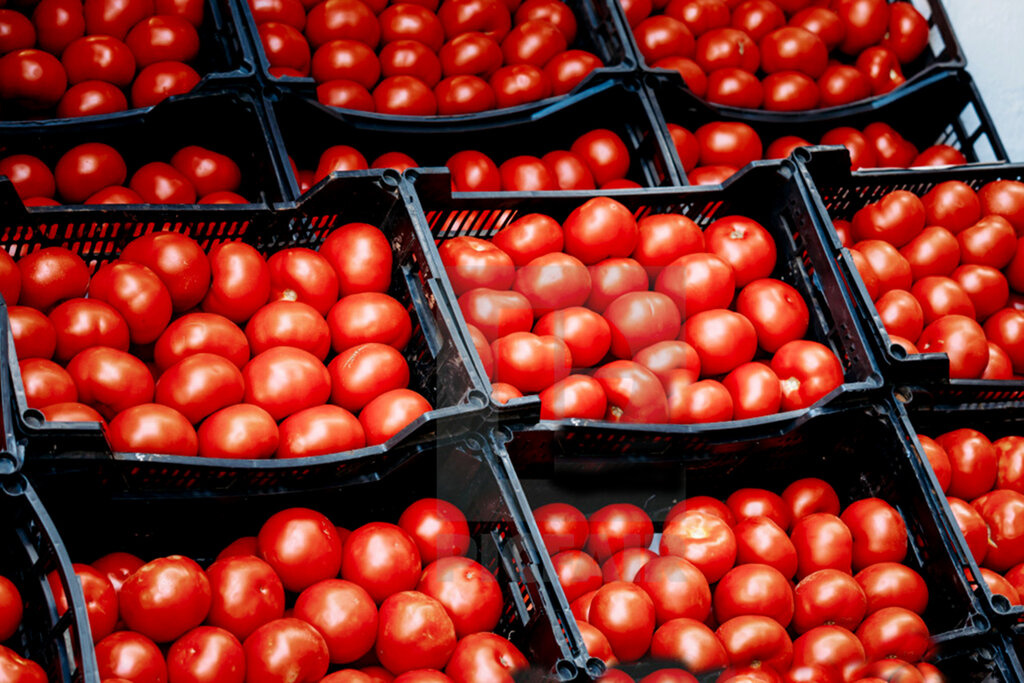بررسی علت کمبود و افزایش قیمت گوجه فرنگی در همدان