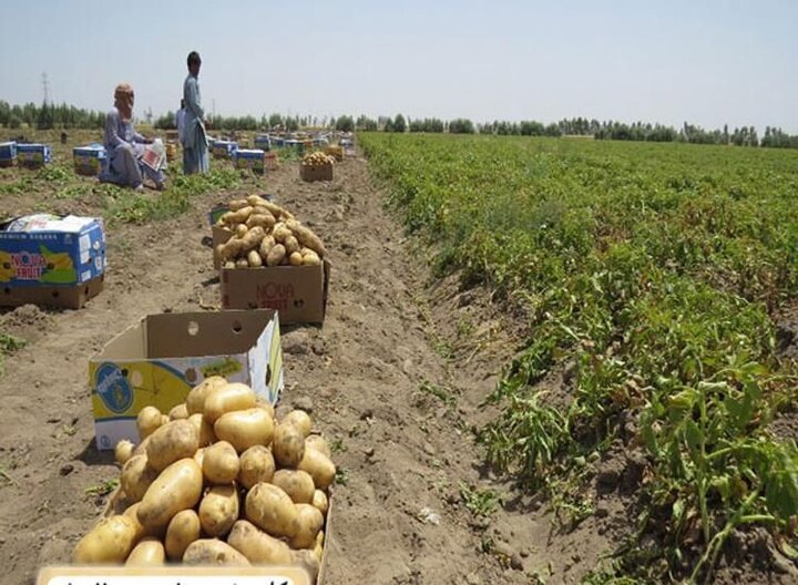 صادرات سیب‌زمینی ۱۶۹ درصد افزایش یافت