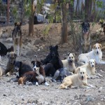 صدور دستور قضایی جمع‌آوری سگ‌های ولگرد در همدان