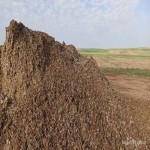 ممنوعیت تخلیه کود مرغی در بهار