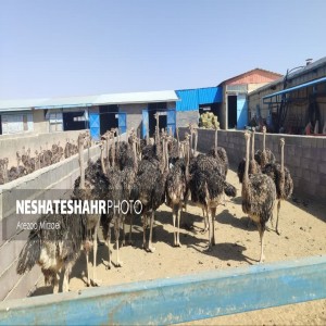 گزارش تصویری از افتتاح پروژه‌های عمرانی در شهرستان بهار به مناسبت هفته دولت